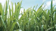 Bioethanol production_180x101.jpg