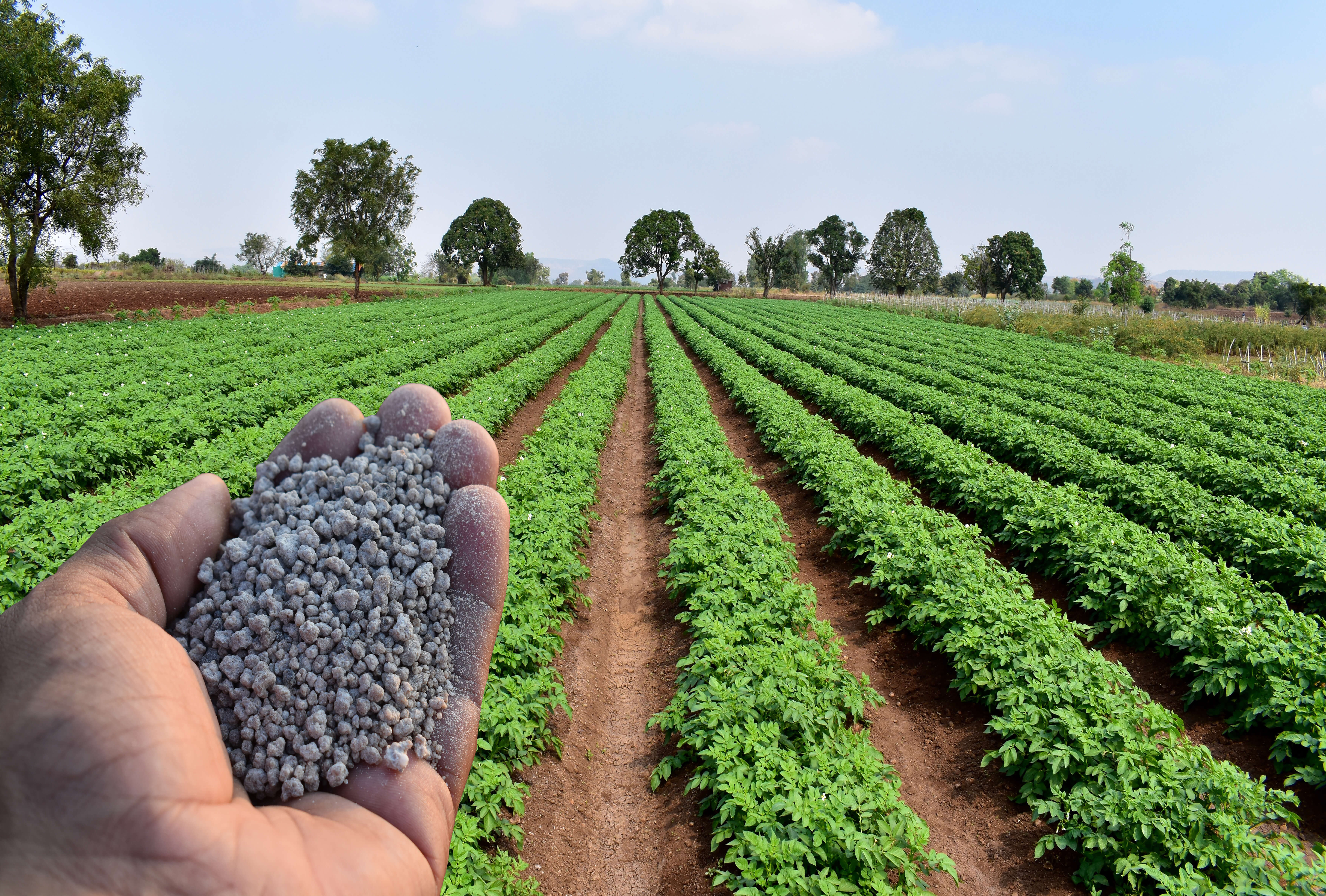 Hand holding agriculture fertiliser granules with background of farm or field12