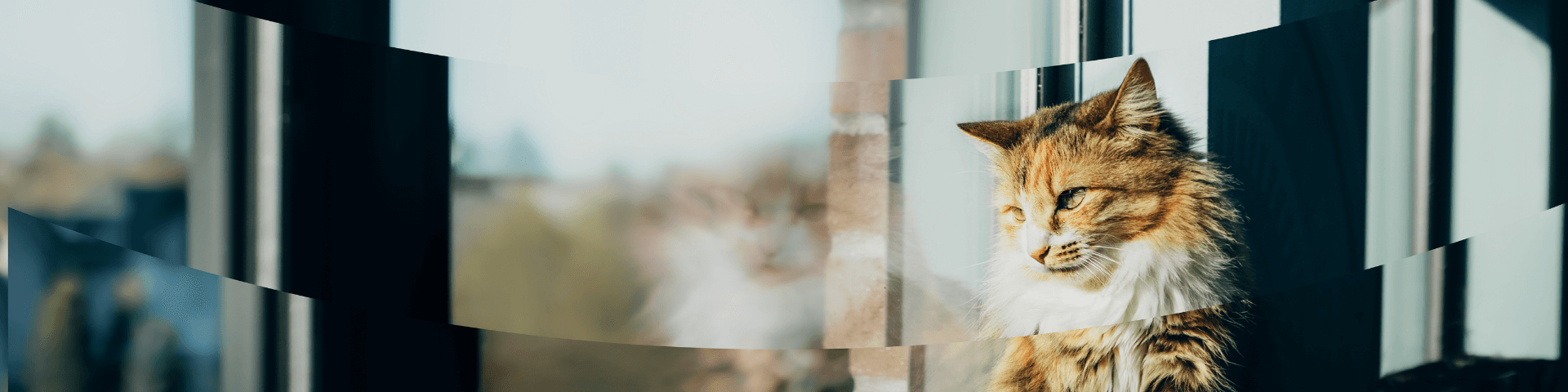 Pet Food - Banner 1920 x 480