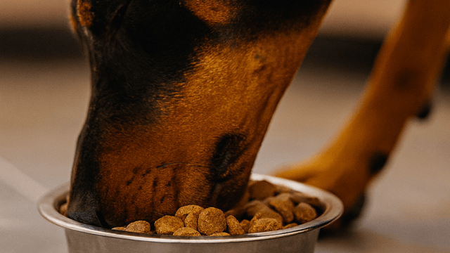 Pet Food Protein Yield 640 x 360