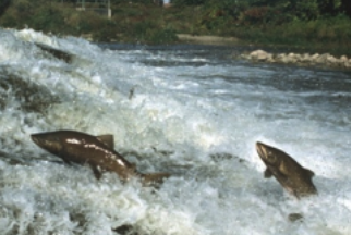 Picture of salmon in a river