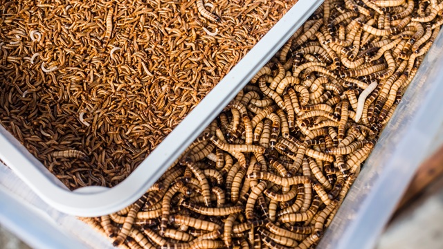 Newly_hatched_mini_sized_and_large_mealworms.jpg