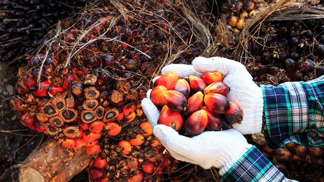 Palm oil fruits in hands_640x360.jpg